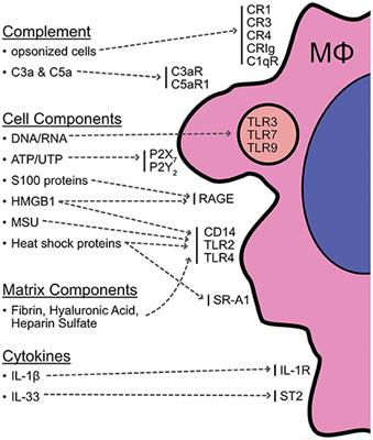 Chess Not Checkers: Complexities Within the Myeloid Response to the Acute Kidney Injury Syndrome